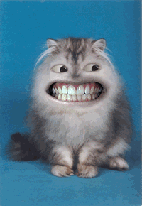 Happy Cat